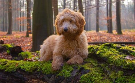 goldendoodle price in india